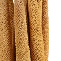 Article Millet perle Epis déco séchés Petit mil Jaune 70cm 10pcs