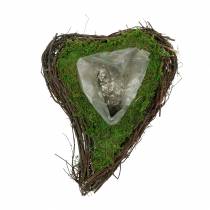 Plante coeur vigne, mousse 22cm x 28cm H8cm