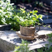 Article Pot à fleurs panier saule pot de fleurs naturel vert Ø18,5cm