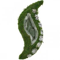 Jardinière mousse et cônes vert vague, blanc délavé 41×15cm