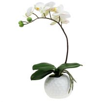 Article Crème Phalaenopsis dans un pot en céramique 33cm