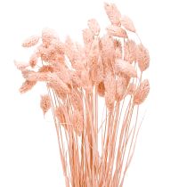 Article Phalaris rose brillant herbe séchée décoration sèche 65cm 60g