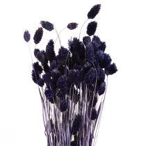 Article Herbe séchée violette Phalaris Herbe brillante 50-55cm 100g