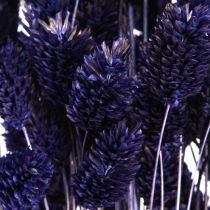 Article Herbe séchée violette Phalaris Herbe brillante 50-55cm 100g