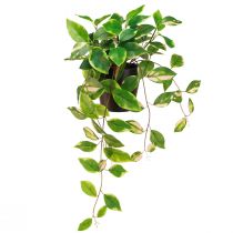 Article Philodendron Scindapsus avec pot, facile d&#39;entretien - idéal pour le bureau et la maison 32cm