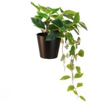 Article Philodendron Scindapsus avec pot, facile d'entretien - idéal pour le bureau et la maison 32cm