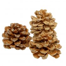 Pommes de pin Pinus Pinea cônes crème mixte 5-18cm 25p