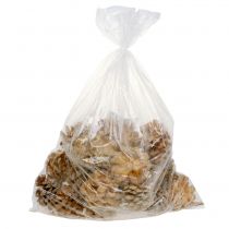 Article Pommes de pin Pinus Pinea crème mélangée 5-18cm 25 pcs