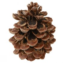 Article Pommes de pin véritables Pinus Pinea Grandes 10-12cm 50pcs