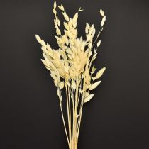 Article Herbe à épis plats Chasmantium Champagne 70 cm 10 pièces