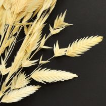 Article Herbe à épis plats Chasmantium Champagne 70 cm 10 pièces