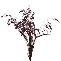 Article Herbe à oreilles plates herbe sèche Chasmantium violet 70cm 10 pcs