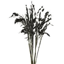 Article Herbe à épis plats, herbe sèche, Chasmantium noir, 70 cm, 10 pièces