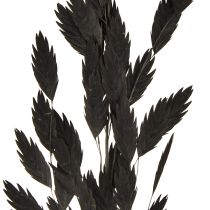 Article Herbe à épis plats, herbe sèche, Chasmantium noir, 70 cm, 10 pièces