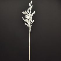 Article Avoine sauvage séchée Chasmantium Blanc 70 cm 10 pcs