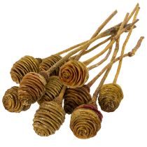 Article Platyspermum Cream 1-3, 50 têtes