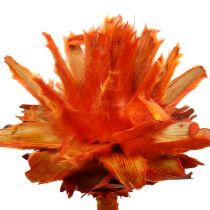 Article Protées séchées Fleurs Plumosum Orange 3-6cm 25 pcs