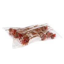 Article Protées séchées Fleurs Plumosum Orange 3-6cm 25 pcs