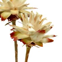 Article Leucospermum 1-3 Mix crème 100 têtes