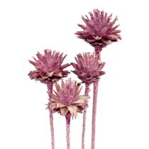 Article Fleurs de leucospermum Givrée couleur mûre 24-35cm 25pcs