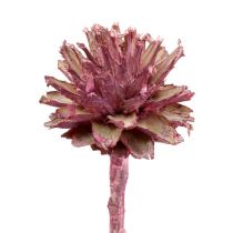 Article Fleurs de leucospermum Givrée couleur mûre 24-35cm 25pcs