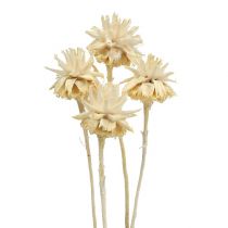 Article Plumosum fleur de protéa blanchi 4-6cm 25 pièces
