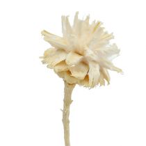 Article Plumosum fleur de protéa blanchi 4-6cm 25 pièces