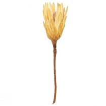 Article Protéa repens séchée 1er choix Crème 10cm - 12cm 25 pcs
