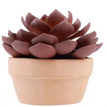 Article Plante succulente en pot Echeveria artificielle rouge Ø15cm