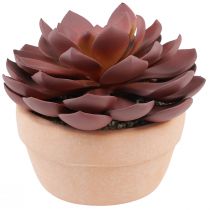 Article Plante succulente en pot Echeveria artificielle rouge Ø15cm