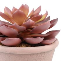 Article Plante succulente en pot Echeveria artificielle rouge vintage Ø15cm H16cm