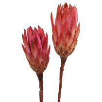 Protéa repens Décorations exotiques Fuchsia 24-35cm 25pcs
