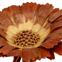 Article Protée repens Rosace Couleur naturelle claire 8-9cm 25 pcs