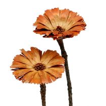 Article Repens Rosette Naturel 6-7cm 50 pcs