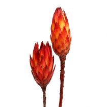 Article Protéa repens séchée 2 variétés de rouge 10 cm 25 pcs