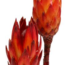 Article Protéa repens séchée 2 variétés de rouge 10 cm 25 pcs
