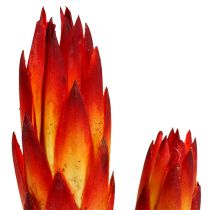 Article Repens Rouge petit 50 pcs