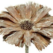 Article Protea rosace 8-9cm blanc lavé 25 pcs