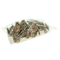 Article Protea rosace 8-9cm blanc lavé 25 pcs