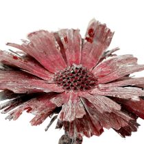 Article Protea rosace bruyère givrée Ø8-9cm 25 pcs