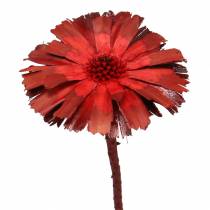 Article Repens Rosace Rouge 8cm - 9cm 25 pcs