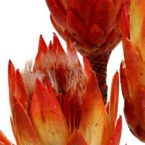 Article Repens Rouge 25 pcs