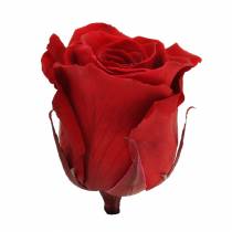 Article Infinity Roses Large Ø5,5-6cm Rouge 6 pcs