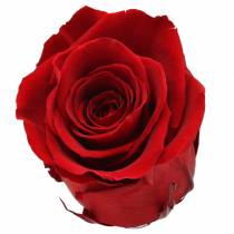 Article Infinity Roses Large Ø5,5-6cm Rouge 6 pcs