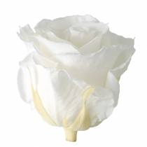 Article Infinity Roses Grand Ø5,5-6cm Blanc 6 pcs