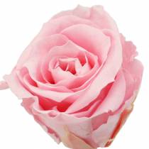 Article Roses Éternelles Moyennes Ø4-4,5cm Rose 8 pcs