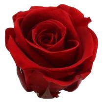 Roses stabilisées moyennes Ø4-4.5cm rouge 8pcs