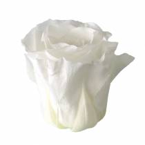 Article Roses stabilisées moyennes Ø4-4,5cm blanches 8 pcs