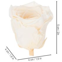 Article Têtes de roses stabilisées pour compositions florales élégantes, 5 cm, lot de 6