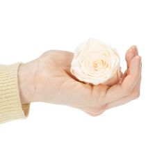 Article Têtes de roses stabilisées pour compositions florales élégantes, 5 cm, lot de 6